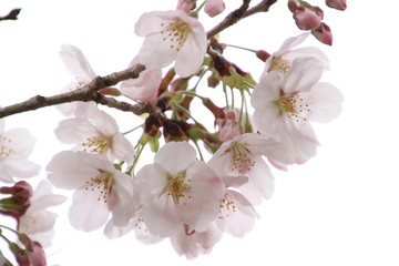 ふくふく地蔵の桜