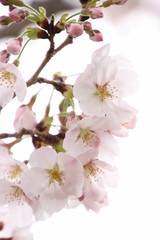Naklejka na ściany i meble ふくふく地蔵の桜