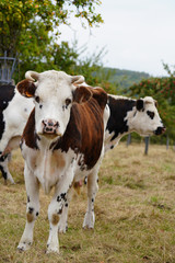 Fototapeta na wymiar Animal ferme vache 325
