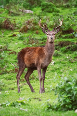 Deer Standing on the Grass