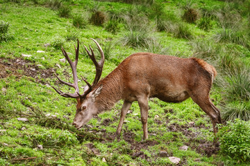 Deer on the Grass