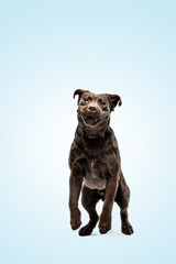 Jump high as he can. Chocolate labrador retriever dog in the studio. Indoor shot of young pet. Funny puppy over blue background.