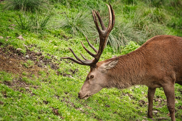 Deer on the Grass