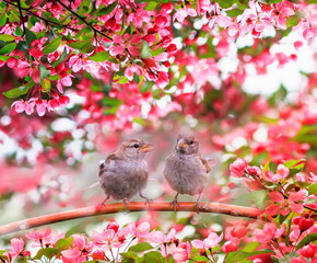 two funny Sparrow birds sit on a branch of an Apple tree with pink flowers in a may Sunny garden