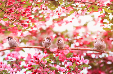  funny Sparrow birds sit on a branch of an Apple tree with pink flowers in a may Sunny garden