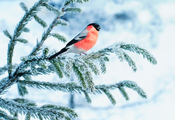 bright bullfinch bird sits on a spruce branch covered with snow in a festive new year's winter Park
