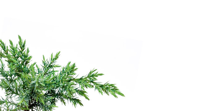 Juniperus squamata Hunnetorp (flaky juniper or Himalayan juniper) isolated on white background
