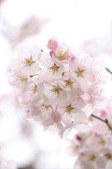 ふくふく地蔵の桜