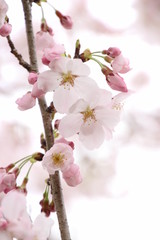 ふくふく地蔵の桜
