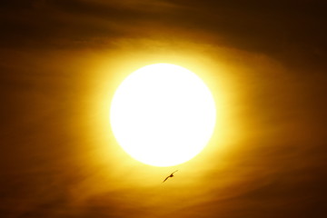 disco solar  solar disk bird