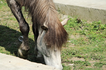 Horse eating gass over mountains