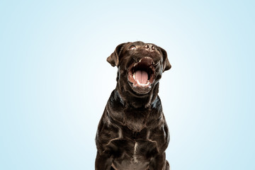 So happy to see you. Smiling chocolate labrador retriever dog in the studio. Indoor shot of young pet. Funny puppy over blue background.
