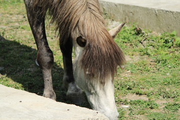 Horse eating gass over mountains