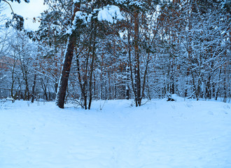 Fabulous evening forest in nature. Winter landscape.