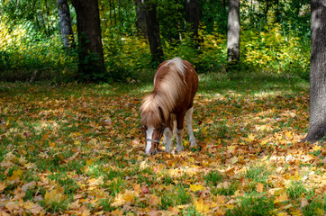pony horse with autumn yellow and red leaves eat grass