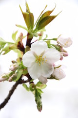 ふくふく地蔵の桜