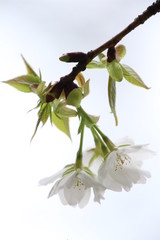 ふくふく地蔵の桜