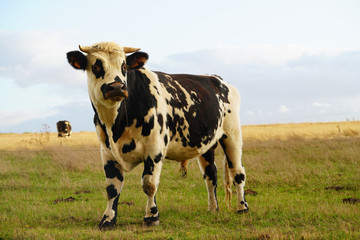 Animal ferme vache 348