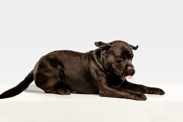 Tired after a good walk. Chocolate labrador retriever dog sits and yawn in the studio. Indoor shot of young pet. Funny puppy over white background.