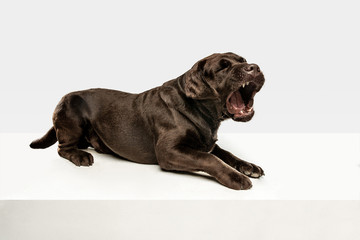 Tired after a good walk. Chocolate labrador retriever dog sits and yawn in the studio. Indoor shot...