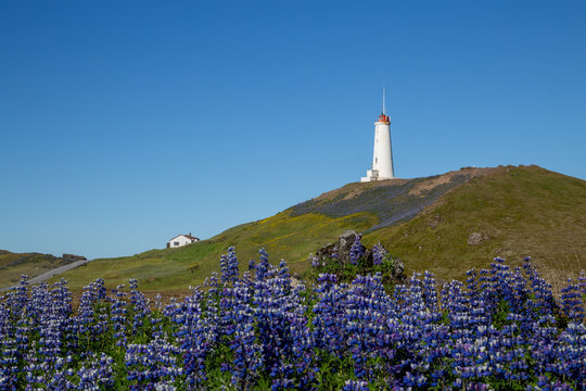 Lighthouse and Blue Sky with Arctic Lupine