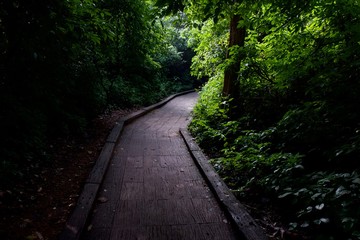 Fototapeta premium Walking through to the forest 