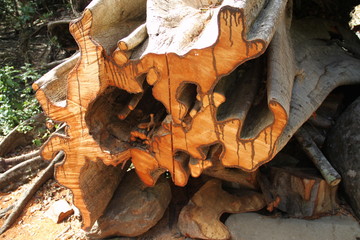 Coupe d'un tronc liane