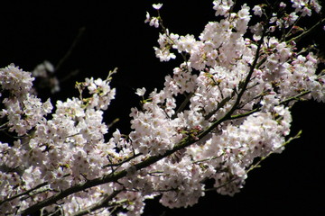 夜桜