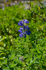 blue flowers on green background