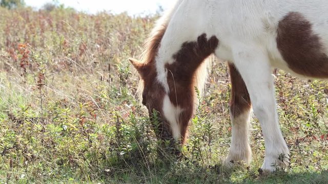 brown and white wild pony grazes in a golden evening meadow just before sunset in the mountains of Grayson Highlands State Park, Virginia USA