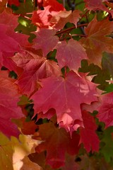Naklejka na ściany i meble Red Maple Leaves in Autumn in Ontario Canada