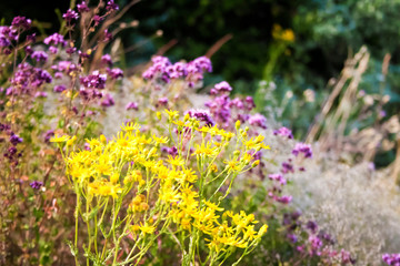 Wildflowers closeup on summer forest background