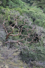 Arbre cuivré