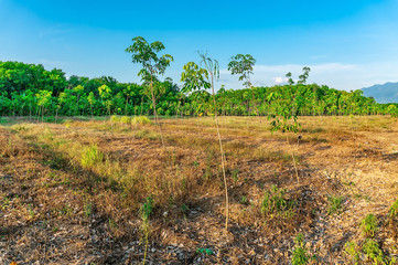 Obraz premium Para rubber tree, latex rubber plantation and tree rubber