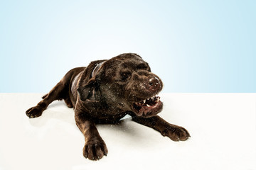 Tired after a good walk. Chocolate labrador retriever dog sits and yawn in the studio. Indoor shot of young pet. Funny puppy over white background.
