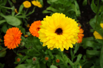 Yellow marigold flowers in the garden