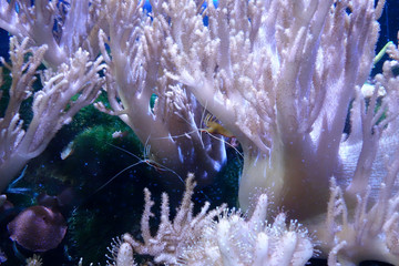 Beautiful coral reef