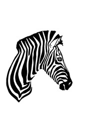 Fototapeta na wymiar Graphical portrait of zebra isolated on white background,vector illustration