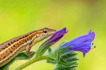 Beautiful lizard - Stock Image
