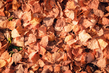 Yellow autumn leaves background texture