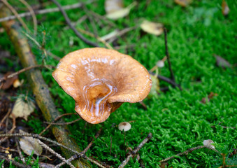 Pilzarten zur Herbstzeit in der Natur