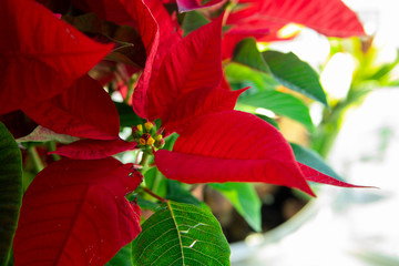 Christmas red potted flowers by the window, bright colors