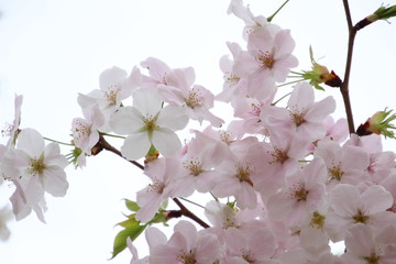 太陽の広場の桜