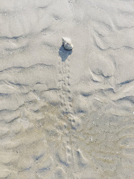 Directly above view of shell on sand