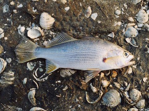 Overhead view of ray finned fish on sand with seashells