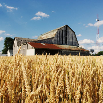 Scenic view of farmhouse next to cellphone tower and wheat fields