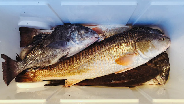 Top view of fish in box