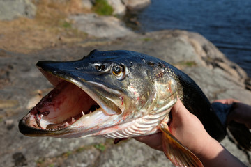 big trophy fisherman - pike. The fisherman's hand holds a large pike that he has just caught. the...