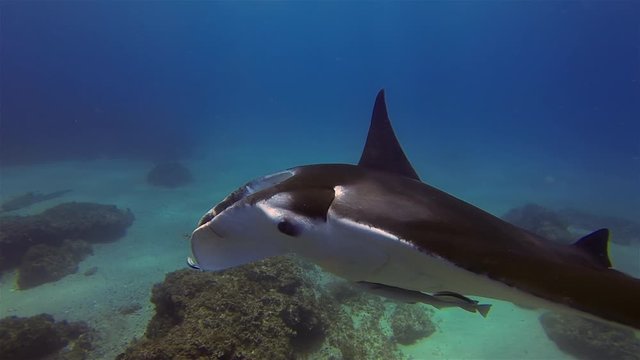 Manta Ray Arial Close Up & Remoras Fish At Cleaning Station. Peaceful Big Ray On Blue Sea Water Coral Reef & Calm Sunlit Sea Surface.Mantaray Swimming Underwater With Pelagic Filter Feeder Marine Life