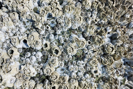 Top angle view of barnacles on rock
